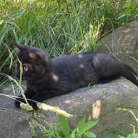 Schmiedlarhof Au (Bregenz)